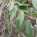 Aristotelia chilensis Blad