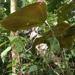 Miconia calvescens Kůra