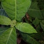 Psychotria tenuifolia Blomst