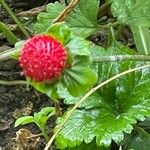 Potentilla indica ফল