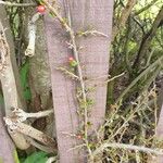 Cotoneaster horizontalis Levél