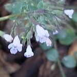 Clinopodium acinos Blüte