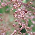 Astilbe simplicifolia Frukt