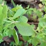 Euphorbia peplus 叶