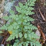 Asplenium balearicum Habitus