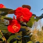 Camellia japonica Žiedas