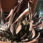 Gasteria obliqua ᱥᱟᱠᱟᱢ