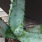 Aloe marlothii Alia