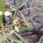 Euphorbia regis-jubae Fruto