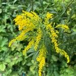 Solidago juncea Květ