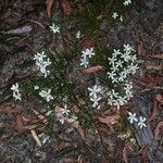 Ricinocarpos pinifolius Bloem