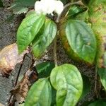 Clerodendrum thomsoniae Leaf