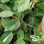 Commelina diffusa Leaf