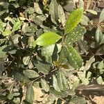 Erythroxylum emarginatum Φύλλο