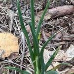 Allium cepa Blatt