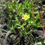 Ranunculus ophioglossifolius Fleur