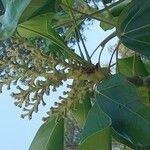 Oreopanax nymphaeifolius Fruto