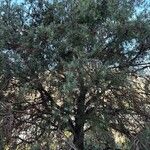 Juniperus oxycedrus عادت