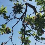 Castanospermum australe Лист