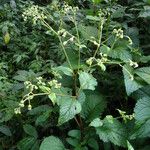 Adenostemma mauritianum (Plante entière)