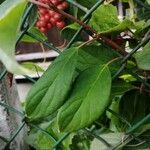 Schisandra chinensis Fulla