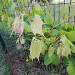 Vitis riparia Fuelha