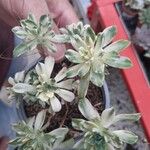 Aeonium castello-paivae Likasa