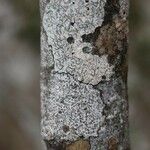 Vepris lanceolata Ŝelo