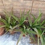 Aloe veraLeaf