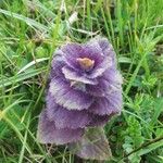 Ajuga pyramidalis Feuille