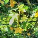 Fremontodendron mexicanum Blatt