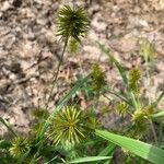 Cyperus strigosus 葉