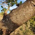 Lannea triphylla Bark