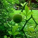 Citrus trifoliata Fruit