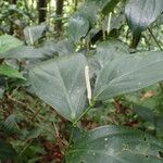 Piper aequale Leaf