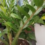 Zamioculcas zamiifoliaLeaf