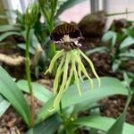 Prosthechea cochleata Fleur