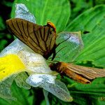 Costus afer Λουλούδι
