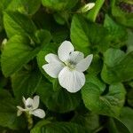 Viola blanda Virág