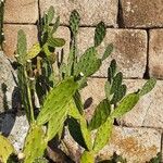 Opuntia tomentosa Blatt