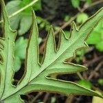 Hemionitis querquobadii Frunză