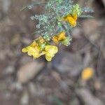 Linaria angustissima Flower