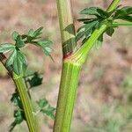 Peucedanum alsaticum Rinde