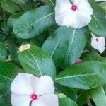 Catharanthus roseus 花