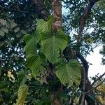 Philodendron davidsonii Leaf