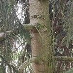Picea orientalis Casca