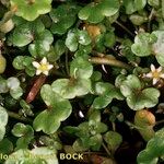 Ranunculus hederaceus Altul/Alta