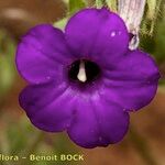 Campanula afra Fleur