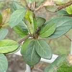 Lonicera japonica List