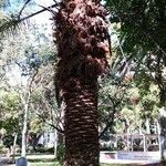 Phoenix canariensis Агульны выгляд